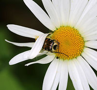 Shy Flower Chafer - Trichiotinus affinis TL: 8 mm. Brown and black elytra with ridges. Tiny white lines on edges of elytra. Abdomen with densely setose pygidium.<br />
<br />
Habitat: Meadow<br />
https://www.jungledragon.com/image/85442/flower_chafer_-_trichiotinus_affinis.html Geotagged,Summer,Trichiotinus,Trichiotinus affinis,United States,beetle,chafer