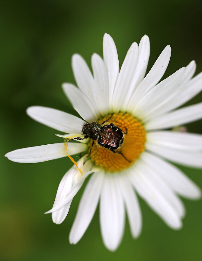 Flower Chafer - Trichiotinus affinis TL: 8 mm. Brown and black elytra with ridges. Tiny white lines on edges of elytra. Abdomen with densely setose pygidium.<br />
<br />
Habitat: Meadow<br />
<figure class="photo"><a href="https://www.jungledragon.com/image/85441/shy_flower_chafer_-_trichiotinus_affinis.html" title="Shy Flower Chafer - Trichiotinus affinis"><img src="https://s3.amazonaws.com/media.jungledragon.com/images/3232/85441_thumb.jpg?AWSAccessKeyId=05GMT0V3GWVNE7GGM1R2&Expires=1759968010&Signature=PYYdWBdpb%2FBwri36E%2BLEQrxQb5w%3D" width="200" height="186" alt="Shy Flower Chafer - Trichiotinus affinis TL: 8 mm. Brown and black elytra with ridges. Tiny white lines on edges of elytra. Abdomen with densely setose pygidium.<br />
<br />
Habitat: Meadow<br />
https://www.jungledragon.com/image/85442/flower_chafer_-_trichiotinus_affinis.html Geotagged,Summer,Trichiotinus,Trichiotinus affinis,United States,beetle,chafer" /></a></figure> Geotagged,Summer,Trichiotinus affinis,United States
