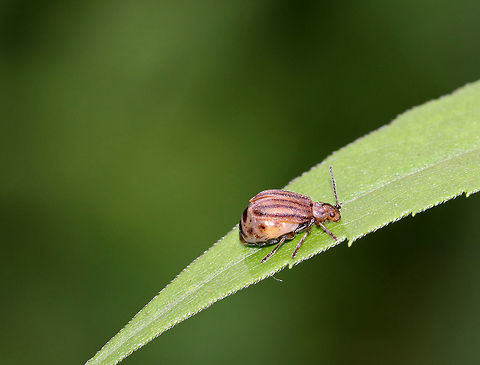 Gravid Ophraella conferta TL: ~5 mm. Oblong, yellowish-gold beetle with setose elytra that had dark stripes. The swollen abdomen indicates that she is gravid (full of eggs).

Habitat: Meadow Geotagged,Ophraella,Ophraella conferta,Summer,United States,beetle,gravid,gravid Gravid Ophraella conferta,gravid beetle