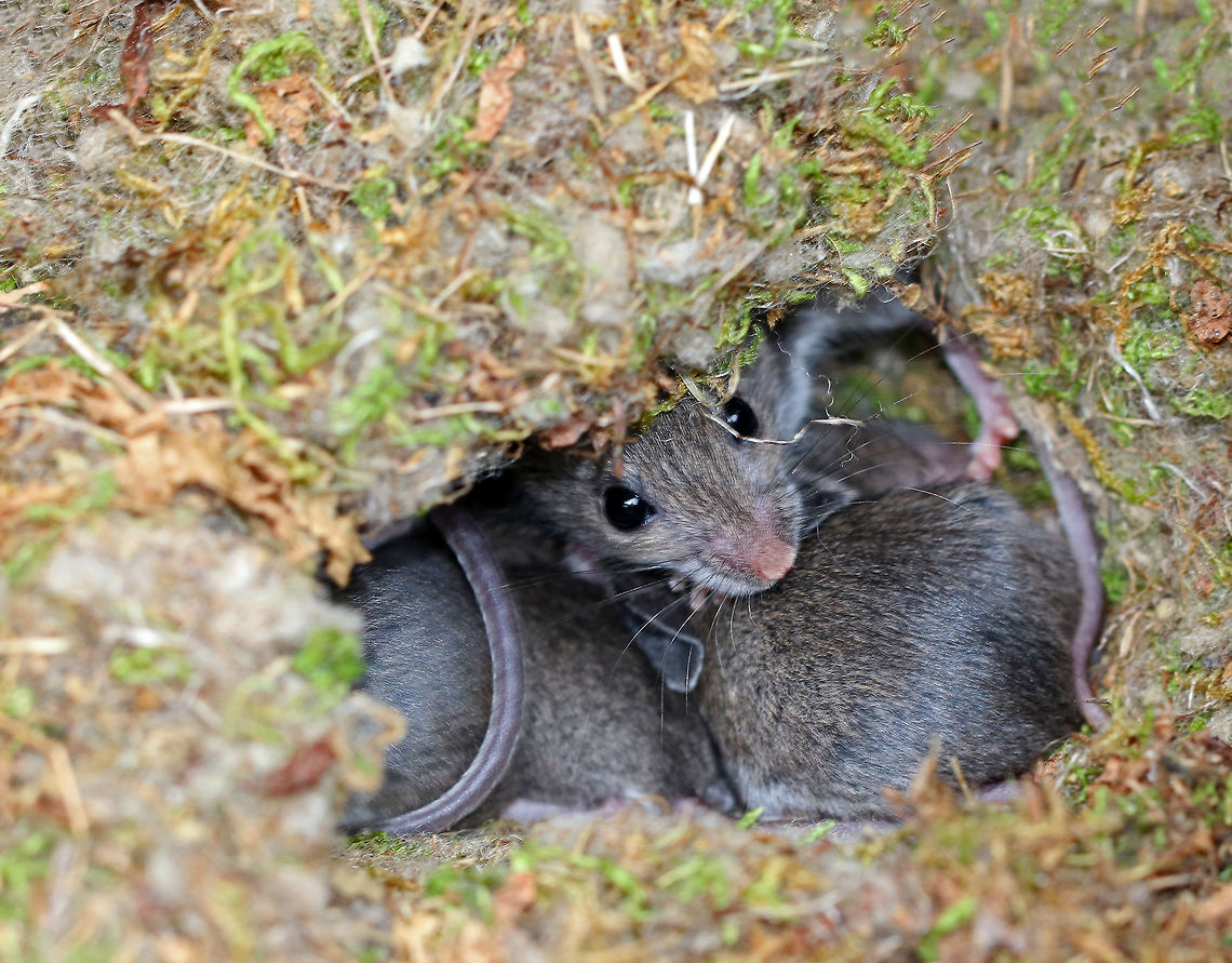 Mice - Peromyscus sp. These mice had black eyes, pale pink noses, rounded ears, and a white ventral surface. their overall fur color was brownish gray. Their body length was ~ 5 cm.<br />
<br />
They are either Peromyscus leucopus or Peromyscus maniculatus. I think they are Peromyscus leucopus, but can't tell for sure because these 2 species can't be told apart without closer examination.<br />
<br />
Habitat: Found in an old, unused map box at a nature center. Last winter, a couple mice made this box into a home. And, this year, there are even more! I think there around 5-6 all snuggled up in this nest. Fall,Geotagged,Mus,Peromyscus,United States,mice
