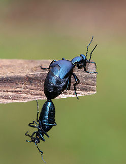 Meloe impressus Isn't this romantic? I spotted this couple as the female (larger one seen above) was dragging the male around as they were mating. Their reproductive parts were attached, so she dragged him along wherever she wanted to go.

I based the species level ID on the fact that the head and pronotum were not deeply punctate. Also, the blue color and the time of year further confirm the ID.

Habitat: Spotted in a meadow next to a mixed forest.
https://www.jungledragon.com/image/85482/meloe_impressus.html
https://www.jungledragon.com/image/85481/meloe_impressus.html Fall,Geotagged,Meloe impressus,Meloidae,United States,beetle,beetles,blister beetle,meloe,oil beetle,oil beetles