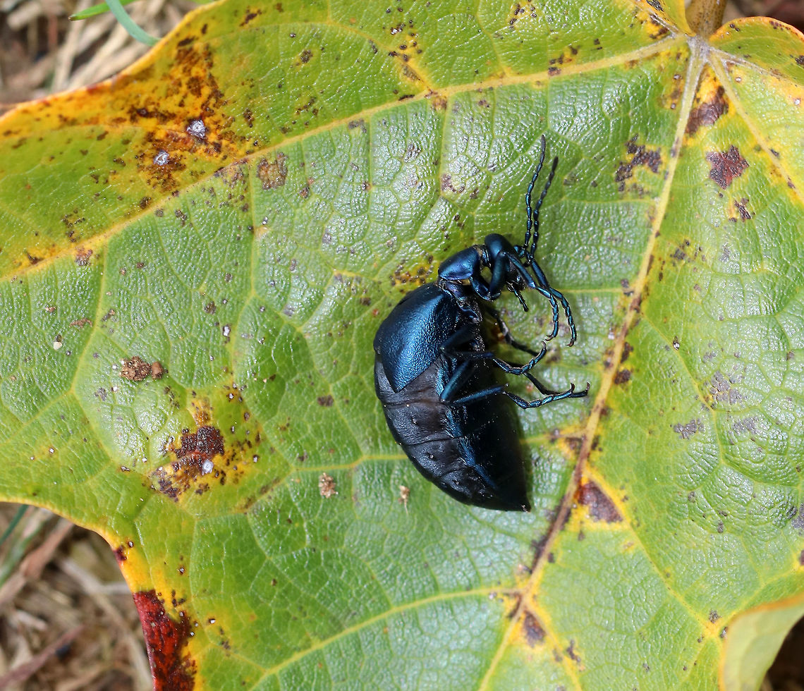 Meloe impressus Don't worry, she's not dead - she's just pretending. <br />
<br />
I based the species level ID on the fact that the head and pronotum were not deeply punctate. Also, the blue color and the time of year further confirm the ID.<br />
<br />
Habitat: Spotted in a meadow next to a mixed forest. There were at least 5 of these beetles hanging out together in the grass.<br />
<figure class="photo"><a href="https://www.jungledragon.com/image/85457/meloe_impressus.html" title="Meloe impressus"><img src="https://s3.amazonaws.com/media.jungledragon.com/images/3232/85457_thumb.jpg?AWSAccessKeyId=05GMT0V3GWVNE7GGM1R2&Expires=1763596810&Signature=Kkoub3gE6djJkgw5bZ%2BTykqqMpo%3D" width="118" height="152" alt="Meloe impressus Isn't this romantic? I spotted this couple as the female (larger one seen above) was dragging the male around as they were mating. Their reproductive parts were attached, so she dragged him along wherever she wanted to go.<br />
<br />
I based the species level ID on the fact that the head and pronotum were not deeply punctate. Also, the blue color and the time of year further confirm the ID.<br />
<br />
Habitat: Spotted in a meadow next to a mixed forest.<br />
https://www.jungledragon.com/image/85482/meloe_impressus.html<br />
https://www.jungledragon.com/image/85481/meloe_impressus.html Fall,Geotagged,Meloe impressus,Meloidae,United States,beetle,beetles,blister beetle,meloe,oil beetle,oil beetles" /></a></figure><br />
<figure class="photo"><a href="https://www.jungledragon.com/image/85482/meloe_impressus.html" title="Meloe impressus"><img src="https://s3.amazonaws.com/media.jungledragon.com/images/3232/85482_thumb.jpg?AWSAccessKeyId=05GMT0V3GWVNE7GGM1R2&Expires=1763596810&Signature=16BgYggtLp4osuwc8A5SCjTXRUw%3D" width="200" height="150" alt="Meloe impressus Isn't this romantic? I spotted this couple as the female (larger one seen above) was dragging the male around as they were mating. Their reproductive parts were attached, so she dragged him along wherever she wanted to go.<br />
<br />
I based the species level ID on the fact that the head and pronotum were not deeply punctate. Also, the blue color and the time of year further confirm the ID.<br />
<br />
Habitat: Spotted in a meadow next to a mixed forest.<br />
https://www.jungledragon.com/image/85457/meloe_impressus.html<br />
https://www.jungledragon.com/image/85481/meloe_impressus.html Fall,Geotagged,Meloe impressus,United States" /></a></figure> Fall,Geotagged,Meloe impressus,United States,beetle,meloe