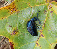 Meloe impressus Don't worry, she's not dead - she's just pretending. <br />
<br />
I based the species level ID on the fact that the head and pronotum were not deeply punctate. Also, the blue color and the time of year further confirm the ID.<br />
<br />
Habitat: Spotted in a meadow next to a mixed forest. There were at least 5 of these beetles hanging out together in the grass.<br />
https://www.jungledragon.com/image/85457/meloe_impressus.html<br />
https://www.jungledragon.com/image/85482/meloe_impressus.html Fall,Geotagged,Meloe impressus,United States,beetle,meloe