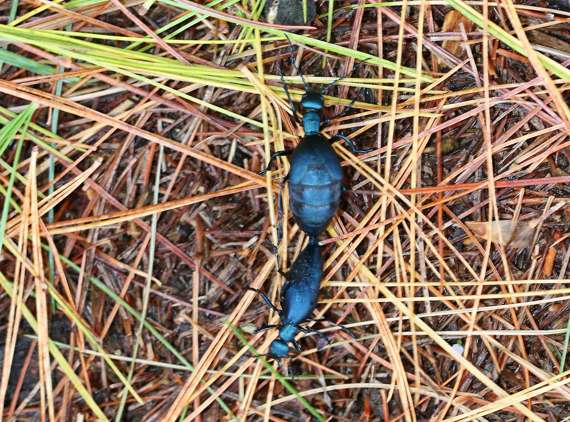 Meloe impressus Isn't this romantic? I spotted this couple as the female (larger one seen above) was dragging the male around as they were mating. Their reproductive parts were attached, so she dragged him along wherever she wanted to go.<br />
<br />
I based the species level ID on the fact that the head and pronotum were not deeply punctate. Also, the blue color and the time of year further confirm the ID.<br />
<br />
Habitat: Spotted in a meadow next to a mixed forest.<br />
<figure class="photo"><a href="https://www.jungledragon.com/image/85457/meloe_impressus.html" title="Meloe impressus"><img src="https://s3.amazonaws.com/media.jungledragon.com/images/3232/85457_thumb.jpg?AWSAccessKeyId=05GMT0V3GWVNE7GGM1R2&Expires=1770854410&Signature=X2fh%2FZoXZ9%2BEFQC1dEVEfSdlpcA%3D" width="118" height="152" alt="Meloe impressus Isn't this romantic? I spotted this couple as the female (larger one seen above) was dragging the male around as they were mating. Their reproductive parts were attached, so she dragged him along wherever she wanted to go.<br />
<br />
I based the species level ID on the fact that the head and pronotum were not deeply punctate. Also, the blue color and the time of year further confirm the ID.<br />
<br />
Habitat: Spotted in a meadow next to a mixed forest.<br />
https://www.jungledragon.com/image/85482/meloe_impressus.html<br />
https://www.jungledragon.com/image/85481/meloe_impressus.html Fall,Geotagged,Meloe impressus,Meloidae,United States,beetle,beetles,blister beetle,meloe,oil beetle,oil beetles" /></a></figure><br />
<figure class="photo"><a href="https://www.jungledragon.com/image/85481/meloe_impressus.html" title="Meloe impressus"><img src="https://s3.amazonaws.com/media.jungledragon.com/images/3232/85481_thumb.jpg?AWSAccessKeyId=05GMT0V3GWVNE7GGM1R2&Expires=1770854410&Signature=Fz33f1My3JARZV5mXKoior%2FQAlo%3D" width="200" height="174" alt="Meloe impressus Don't worry, she's not dead - she's just pretending. <br />
<br />
I based the species level ID on the fact that the head and pronotum were not deeply punctate. Also, the blue color and the time of year further confirm the ID.<br />
<br />
Habitat: Spotted in a meadow next to a mixed forest. There were at least 5 of these beetles hanging out together in the grass.<br />
https://www.jungledragon.com/image/85457/meloe_impressus.html<br />
https://www.jungledragon.com/image/85482/meloe_impressus.html Fall,Geotagged,Meloe impressus,United States,beetle,meloe" /></a></figure> Fall,Geotagged,Meloe impressus,United States