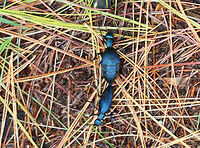 Meloe impressus Isn't this romantic? I spotted this couple as the female (larger one seen above) was dragging the male around as they were mating. Their reproductive parts were attached, so she dragged him along wherever she wanted to go.<br />
<br />
I based the species level ID on the fact that the head and pronotum were not deeply punctate. Also, the blue color and the time of year further confirm the ID.<br />
<br />
Habitat: Spotted in a meadow next to a mixed forest.<br />
https://www.jungledragon.com/image/85457/meloe_impressus.html<br />
https://www.jungledragon.com/image/85481/meloe_impressus.html Fall,Geotagged,Meloe impressus,United States