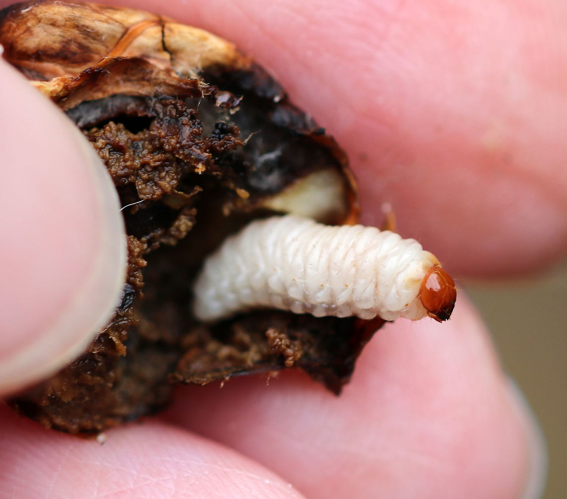 Acorn Weevil Larva - Curculio glandium These weevils are very common in my area, and so many acorns are infested with the larvae.<br />
<br />
Female weevils lay their eggs in an acorn via a long ovipositor. The hole is healed by the plant, thus sealing the hole and protecting the weevil eggs from parasites. Upon hatching, the larvae eat the fruit. They are freeze avoidant and can survive the cold winter.. Unfortunately, they can cause a lot of damage to the populations of acorn-bearing trees since they inhibit seed germination.<br />
<br />
Habitat: Living in an acorn that my son decided to use as a baseball. The acorn cracked open and revealed the larva, which he thought looked like butter, lol.<br />
<figure class="photo"><a href="https://www.jungledragon.com/image/85520/acorn_weevil_larva_-_curculio_glandium.html" title="Acorn Weevil Larva - Curculio glandium"><img src="https://s3.amazonaws.com/media.jungledragon.com/images/3232/85520_thumb.jpg?AWSAccessKeyId=05GMT0V3GWVNE7GGM1R2&Expires=1759968010&Signature=LbSqGe9qPtwjl3TAddVsL2RsQ0I%3D" width="138" height="152" alt="Acorn Weevil Larva - Curculio glandium These weevils are very common in my area, and so many acorns are infested with the larvae.<br />
<br />
Female weevils lay their eggs in an acorn via a long ovipositor. The hole is healed by the plant, thus sealing the hole and protecting the weevil eggs from parasites. Upon hatching, the larvae eat the fruit. They are freeze avoidant and can survive the cold winter. Unfortunately, they can cause a lot of damage to the populations of acorn-bearing trees since they inhibit seed germination.<br />
<br />
Habitat: Living in an acorn that my son decided to use as a baseball. The acorn cracked open and revealed the larva, which he thought looked like butter, lol.<br />
https://www.jungledragon.com/image/85511/acorn_weevil_larva_-_curculio_glandium.html<br />
https://www.jungledragon.com/image/85519/acorn_weevil_larva_-_curculio_glandium.html<br />
https://www.jungledragon.com/image/85518/acorn_weevil_larva_-_curculio_glandium.html Acorn weevil,Curculio glandium,Fall,Geotagged,United States" /></a></figure><br />
<figure class="photo"><a href="https://www.jungledragon.com/image/85519/acorn_weevil_larva_-_curculio_glandium.html" title="Acorn Weevil Larva - Curculio glandium"><img src="https://s3.amazonaws.com/media.jungledragon.com/images/3232/85519_thumb.jpg?AWSAccessKeyId=05GMT0V3GWVNE7GGM1R2&Expires=1759968010&Signature=nYSBt2l%2B%2F9EwypYqmOjhJdpHQYo%3D" width="142" height="152" alt="Acorn Weevil Larva - Curculio glandium These weevils are very common in my area, and so many acorns are infested with the larvae.<br />
<br />
Female weevils lay their eggs in an acorn via a long ovipositor. The hole is healed by the plant, thus sealing the hole and protecting the weevil eggs from parasites. Upon hatching, the larvae eat the fruit. They are freeze avoidant and can survive the cold winter.. Unfortunately, they can cause a lot of damage to the populations of acorn-bearing trees since they inhibit seed germination.<br />
<br />
Habitat: Living in an acorn that my son decided to use as a baseball. The acorn cracked open and revealed the larva, which he thought looked like butter, lol.<br />
https://www.jungledragon.com/image/85511/acorn_weevil_larva_-_curculio_glandium.html<br />
https://www.jungledragon.com/image/85518/acorn_weevil_larva_-_curculio_glandium.html<br />
https://www.jungledragon.com/image/85520/acorn_weevil_larva_-_curculio_glandium.html Acorn weevil,Curculio glandium,Fall,Geotagged,United States" /></a></figure><br />
<figure class="photo"><a href="https://www.jungledragon.com/image/85518/acorn_weevil_larva_-_curculio_glandium.html" title="Acorn Weevil Larva - Curculio glandium"><img src="https://s3.amazonaws.com/media.jungledragon.com/images/3232/85518_thumb.jpg?AWSAccessKeyId=05GMT0V3GWVNE7GGM1R2&Expires=1759968010&Signature=zrFXbAtdHk5lP2iQWE%2BFYLcqr5w%3D" width="200" height="174" alt="Acorn Weevil Larva - Curculio glandium These weevils are very common in my area, and so many acorns are infested with the larvae.<br />
<br />
Female weevils lay their eggs in an acorn via a long ovipositor. The hole is healed by the plant, thus sealing the hole and protecting the weevil eggs from parasites. Upon hatching, the larvae eat the fruit. They are freeze avoidant and can survive the cold winter. Unfortunately, they can cause a lot of damage to the populations of acorn-bearing trees since they inhibit seed germination.<br />
<br />
Habitat: Living in an acorn that my son decided to use as a baseball. The acorn cracked open and revealed the larva, which he thought looked like butter, lol.<br />
https://www.jungledragon.com/image/85519/acorn_weevil_larva_-_curculio_glandium.html<br />
https://www.jungledragon.com/image/85520/acorn_weevil_larva_-_curculio_glandium.html<br />
https://www.jungledragon.com/image/85511/acorn_weevil_larva_-_curculio_glandium.html Acorn weevil,Curculio glandium,Fall,Geotagged,United States" /></a></figure> Acorn weevil,Curculio,Curculio glandium,Fall,Geotagged,United States,acorn weevil,acorn weevil larva,beetle,beetle larva,grub,larva,weevil,weevil larva