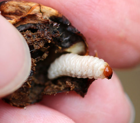 Acorn Weevil Larva - Curculio glandium These weevils are very common in my area, and so many acorns are infested with the larvae.

Female weevils lay their eggs in an acorn via a long ovipositor. The hole is healed by the plant, thus sealing the hole and protecting the weevil eggs from parasites. Upon hatching, the larvae eat the fruit. They are freeze avoidant and can survive the cold winter.. Unfortunately, they can cause a lot of damage to the populations of acorn-bearing trees since they inhibit seed germination.

Habitat: Living in an acorn that my son decided to use as a baseball. The acorn cracked open and revealed the larva, which he thought looked like butter, lol.
https://www.jungledragon.com/image/85520/acorn_weevil_larva_-_curculio_glandium.html
https://www.jungledragon.com/image/85519/acorn_weevil_larva_-_curculio_glandium.html
https://www.jungledragon.com/image/85518/acorn_weevil_larva_-_curculio_glandium.html Acorn weevil,Curculio,Curculio glandium,Fall,Geotagged,United States,acorn weevil,acorn weevil larva,beetle,beetle larva,grub,larva,weevil,weevil larva