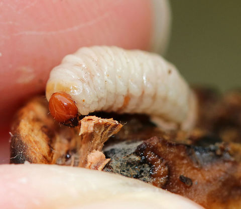 Acorn Weevil Larva - Curculio glandium These weevils are very common in my area, and so many acorns are infested with the larvae.

Female weevils lay their eggs in an acorn via a long ovipositor. The hole is healed by the plant, thus sealing the hole and protecting the weevil eggs from parasites. Upon hatching, the larvae eat the fruit. They are freeze avoidant and can survive the cold winter. Unfortunately, they can cause a lot of damage to the populations of acorn-bearing trees since they inhibit seed germination.

Habitat: Living in an acorn that my son decided to use as a baseball. The acorn cracked open and revealed the larva, which he thought looked like butter, lol.
https://www.jungledragon.com/image/85519/acorn_weevil_larva_-_curculio_glandium.html
https://www.jungledragon.com/image/85520/acorn_weevil_larva_-_curculio_glandium.html
https://www.jungledragon.com/image/85511/acorn_weevil_larva_-_curculio_glandium.html Acorn weevil,Curculio glandium,Fall,Geotagged,United States