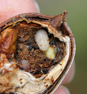 Acorn Weevil Larva - Curculio glandium These weevils are very common in my area, and so many acorns are infested with the larvae.

Female weevils lay their eggs in an acorn via a long ovipositor. The hole is healed by the plant, thus sealing the hole and protecting the weevil eggs from parasites. Upon hatching, the larvae eat the fruit. They are freeze avoidant and can survive the cold winter.. Unfortunately, they can cause a lot of damage to the populations of acorn-bearing trees since they inhibit seed germination.

Habitat: Living in an acorn that my son decided to use as a baseball. The acorn cracked open and revealed the larva, which he thought looked like butter, lol.
https://www.jungledragon.com/image/85511/acorn_weevil_larva_-_curculio_glandium.html
https://www.jungledragon.com/image/85518/acorn_weevil_larva_-_curculio_glandium.html
https://www.jungledragon.com/image/85520/acorn_weevil_larva_-_curculio_glandium.html Acorn weevil,Curculio glandium,Fall,Geotagged,United States