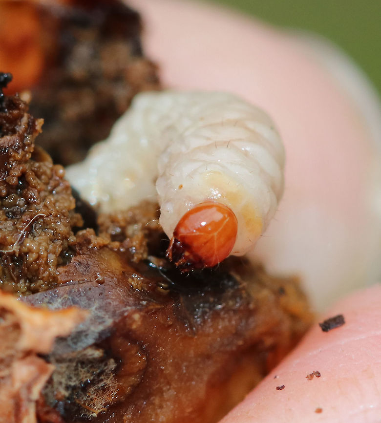 Acorn Weevil Larva - Curculio glandium These weevils are very common in my area, and so many acorns are infested with the larvae.<br />
<br />
Female weevils lay their eggs in an acorn via a long ovipositor. The hole is healed by the plant, thus sealing the hole and protecting the weevil eggs from parasites. Upon hatching, the larvae eat the fruit. They are freeze avoidant and can survive the cold winter. Unfortunately, they can cause a lot of damage to the populations of acorn-bearing trees since they inhibit seed germination.<br />
<br />
Habitat: Living in an acorn that my son decided to use as a baseball. The acorn cracked open and revealed the larva, which he thought looked like butter, lol.<br />
<figure class="photo"><a href="https://www.jungledragon.com/image/85511/acorn_weevil_larva_-_curculio_glandium.html" title="Acorn Weevil Larva - Curculio glandium"><img src="https://s3.amazonaws.com/media.jungledragon.com/images/3232/85511_thumb.jpg?AWSAccessKeyId=05GMT0V3GWVNE7GGM1R2&Expires=1759968010&Signature=%2BYWbL4yXj4ZQ%2FHi4giEFvNYvjPQ%3D" width="200" height="178" alt="Acorn Weevil Larva - Curculio glandium These weevils are very common in my area, and so many acorns are infested with the larvae.<br />
<br />
Female weevils lay their eggs in an acorn via a long ovipositor. The hole is healed by the plant, thus sealing the hole and protecting the weevil eggs from parasites. Upon hatching, the larvae eat the fruit. They are freeze avoidant and can survive the cold winter.. Unfortunately, they can cause a lot of damage to the populations of acorn-bearing trees since they inhibit seed germination.<br />
<br />
Habitat: Living in an acorn that my son decided to use as a baseball. The acorn cracked open and revealed the larva, which he thought looked like butter, lol.<br />
https://www.jungledragon.com/image/85520/acorn_weevil_larva_-_curculio_glandium.html<br />
https://www.jungledragon.com/image/85519/acorn_weevil_larva_-_curculio_glandium.html<br />
https://www.jungledragon.com/image/85518/acorn_weevil_larva_-_curculio_glandium.html Acorn weevil,Curculio,Curculio glandium,Fall,Geotagged,United States,acorn weevil,acorn weevil larva,beetle,beetle larva,grub,larva,weevil,weevil larva" /></a></figure><br />
<figure class="photo"><a href="https://www.jungledragon.com/image/85519/acorn_weevil_larva_-_curculio_glandium.html" title="Acorn Weevil Larva - Curculio glandium"><img src="https://s3.amazonaws.com/media.jungledragon.com/images/3232/85519_thumb.jpg?AWSAccessKeyId=05GMT0V3GWVNE7GGM1R2&Expires=1759968010&Signature=nYSBt2l%2B%2F9EwypYqmOjhJdpHQYo%3D" width="142" height="152" alt="Acorn Weevil Larva - Curculio glandium These weevils are very common in my area, and so many acorns are infested with the larvae.<br />
<br />
Female weevils lay their eggs in an acorn via a long ovipositor. The hole is healed by the plant, thus sealing the hole and protecting the weevil eggs from parasites. Upon hatching, the larvae eat the fruit. They are freeze avoidant and can survive the cold winter.. Unfortunately, they can cause a lot of damage to the populations of acorn-bearing trees since they inhibit seed germination.<br />
<br />
Habitat: Living in an acorn that my son decided to use as a baseball. The acorn cracked open and revealed the larva, which he thought looked like butter, lol.<br />
https://www.jungledragon.com/image/85511/acorn_weevil_larva_-_curculio_glandium.html<br />
https://www.jungledragon.com/image/85518/acorn_weevil_larva_-_curculio_glandium.html<br />
https://www.jungledragon.com/image/85520/acorn_weevil_larva_-_curculio_glandium.html Acorn weevil,Curculio glandium,Fall,Geotagged,United States" /></a></figure><br />
<figure class="photo"><a href="https://www.jungledragon.com/image/85518/acorn_weevil_larva_-_curculio_glandium.html" title="Acorn Weevil Larva - Curculio glandium"><img src="https://s3.amazonaws.com/media.jungledragon.com/images/3232/85518_thumb.jpg?AWSAccessKeyId=05GMT0V3GWVNE7GGM1R2&Expires=1759968010&Signature=zrFXbAtdHk5lP2iQWE%2BFYLcqr5w%3D" width="200" height="174" alt="Acorn Weevil Larva - Curculio glandium These weevils are very common in my area, and so many acorns are infested with the larvae.<br />
<br />
Female weevils lay their eggs in an acorn via a long ovipositor. The hole is healed by the plant, thus sealing the hole and protecting the weevil eggs from parasites. Upon hatching, the larvae eat the fruit. They are freeze avoidant and can survive the cold winter. Unfortunately, they can cause a lot of damage to the populations of acorn-bearing trees since they inhibit seed germination.<br />
<br />
Habitat: Living in an acorn that my son decided to use as a baseball. The acorn cracked open and revealed the larva, which he thought looked like butter, lol.<br />
https://www.jungledragon.com/image/85519/acorn_weevil_larva_-_curculio_glandium.html<br />
https://www.jungledragon.com/image/85520/acorn_weevil_larva_-_curculio_glandium.html<br />
https://www.jungledragon.com/image/85511/acorn_weevil_larva_-_curculio_glandium.html Acorn weevil,Curculio glandium,Fall,Geotagged,United States" /></a></figure> Acorn weevil,Curculio glandium,Fall,Geotagged,United States