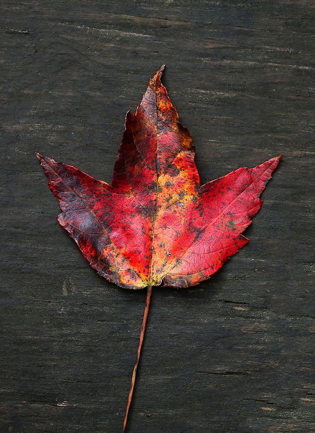 Red Maple Leaf - Acer rubrum Most of the leaves that I found on the ground from this tree were mottled red, yellow, and brown.  The bark of this tree is gray and mostly smooth. During summer, the leaves are green and have frosty undersides.<br />
<br />
Habitat: Deciduous forest<br />
<figure class="photo"><a href="https://www.jungledragon.com/image/85541/red_maple_leaf_-_acer_rubrum.html" title="Red Maple Leaf - Acer rubrum"><img src="https://s3.amazonaws.com/media.jungledragon.com/images/3232/85541_thumb.jpg?AWSAccessKeyId=05GMT0V3GWVNE7GGM1R2&Expires=1759968010&Signature=WmfBMMkPTLPB4AYFjPE2T87bLGQ%3D" width="200" height="164" alt="Red Maple Leaf - Acer rubrum Most of the leaves that I found on the ground from this tree were mottled red, yellow, and brown. The bark of this tree is gray and mostly smooth. During summer, the leaves are green and have frosty undersides.<br />
<br />
Habitat: Deciduous forest<br />
https://www.jungledragon.com/image/85539/red_maple_leaf_-_acer_rubrum.html<br />
https://www.jungledragon.com/image/85540/red_maple_leaf_-_acer_rubrum.html Acer rubrum,Fall,Geotagged,Red Maple,United States" /></a></figure><br />
<figure class="photo"><a href="https://www.jungledragon.com/image/85540/red_maple_leaf_-_acer_rubrum.html" title="Red Maple Leaf - Acer rubrum"><img src="https://s3.amazonaws.com/media.jungledragon.com/images/3232/85540_thumb.jpg?AWSAccessKeyId=05GMT0V3GWVNE7GGM1R2&Expires=1759968010&Signature=G92naZ1XmC7vljuYCb5Ww946Z6Y%3D" width="200" height="168" alt="Red Maple Leaf - Acer rubrum Most of the leaves that I found on the ground from this tree were mottled red, yellow, and brown. The bark of this tree is gray and mostly smooth. During summer, the leaves are green and have frosty undersides.<br />
<br />
Habitat: Deciduous forest<br />
https://www.jungledragon.com/image/85541/red_maple_leaf_-_acer_rubrum.html<br />
https://www.jungledragon.com/image/85539/red_maple_leaf_-_acer_rubrum.html Acer rubrum,Fall,Geotagged,Red Maple,United States" /></a></figure> Acer rubrum,Fall,Geotagged,Red Maple,United States,acer,autumn,fall foliage,leaf,maple leaf,red leaf