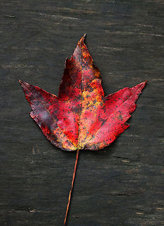 Red Maple Leaf - Acer rubrum Most of the leaves that I found on the ground from this tree were mottled red, yellow, and brown.  The bark of this tree is gray and mostly smooth. During summer, the leaves are green and have frosty undersides.

Habitat: Deciduous forest
https://www.jungledragon.com/image/85541/red_maple_leaf_-_acer_rubrum.html
https://www.jungledragon.com/image/85540/red_maple_leaf_-_acer_rubrum.html Acer rubrum,Fall,Geotagged,Red Maple,United States,acer,autumn,fall foliage,leaf,maple leaf,red leaf