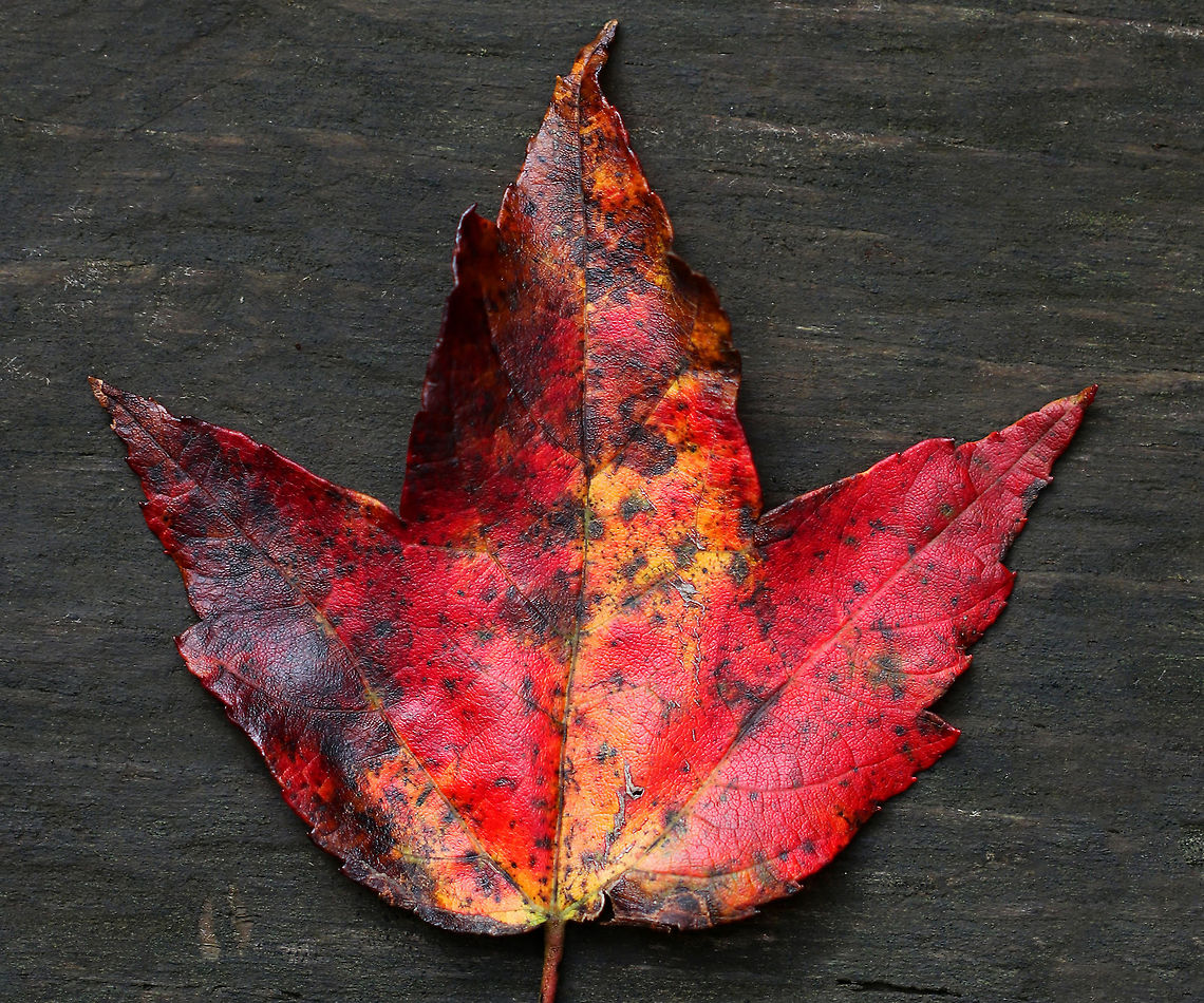 Red Maple Leaf - Acer rubrum Most of the leaves that I found on the ground from this tree were mottled red, yellow, and brown. The bark of this tree is gray and mostly smooth. During summer, the leaves are green and have frosty undersides.<br />
<br />
Habitat: Deciduous forest<br />
<figure class="photo"><a href="https://www.jungledragon.com/image/85541/red_maple_leaf_-_acer_rubrum.html" title="Red Maple Leaf - Acer rubrum"><img src="https://s3.amazonaws.com/media.jungledragon.com/images/3232/85541_thumb.jpg?AWSAccessKeyId=05GMT0V3GWVNE7GGM1R2&Expires=1759968010&Signature=WmfBMMkPTLPB4AYFjPE2T87bLGQ%3D" width="200" height="164" alt="Red Maple Leaf - Acer rubrum Most of the leaves that I found on the ground from this tree were mottled red, yellow, and brown. The bark of this tree is gray and mostly smooth. During summer, the leaves are green and have frosty undersides.<br />
<br />
Habitat: Deciduous forest<br />
https://www.jungledragon.com/image/85539/red_maple_leaf_-_acer_rubrum.html<br />
https://www.jungledragon.com/image/85540/red_maple_leaf_-_acer_rubrum.html Acer rubrum,Fall,Geotagged,Red Maple,United States" /></a></figure><br />
<figure class="photo"><a href="https://www.jungledragon.com/image/85539/red_maple_leaf_-_acer_rubrum.html" title="Red Maple Leaf - Acer rubrum"><img src="https://s3.amazonaws.com/media.jungledragon.com/images/3232/85539_thumb.jpg?AWSAccessKeyId=05GMT0V3GWVNE7GGM1R2&Expires=1759968010&Signature=SUbu1JhuioqDJEwGXr5A%2FQrYwFw%3D" width="112" height="152" alt="Red Maple Leaf - Acer rubrum Most of the leaves that I found on the ground from this tree were mottled red, yellow, and brown.  The bark of this tree is gray and mostly smooth. During summer, the leaves are green and have frosty undersides.<br />
<br />
Habitat: Deciduous forest<br />
https://www.jungledragon.com/image/85541/red_maple_leaf_-_acer_rubrum.html<br />
https://www.jungledragon.com/image/85540/red_maple_leaf_-_acer_rubrum.html Acer rubrum,Fall,Geotagged,Red Maple,United States,acer,autumn,fall foliage,leaf,maple leaf,red leaf" /></a></figure> Acer rubrum,Fall,Geotagged,Red Maple,United States