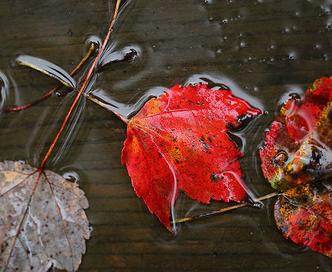Red Maple Leaf - Acer rubrum Most of the leaves that I found on the ground from this tree were mottled red, yellow, and brown. The bark of this tree is gray and mostly smooth. During summer, the leaves are green and have frosty undersides.

Habitat: Deciduous forest
https://www.jungledragon.com/image/85539/red_maple_leaf_-_acer_rubrum.html
https://www.jungledragon.com/image/85540/red_maple_leaf_-_acer_rubrum.html Acer rubrum,Fall,Geotagged,Red Maple,United States