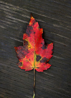 Red Maple Leaf - Acer rubrum This leaf had a different shape than the others, but I think it's still Acer rubrum.

Most of the leaves that I found on the ground from this tree were mottled red, yellow, and brown. The bark of this tree is gray and mostly smooth. During summer, the leaves are green and have frosty undersides.

Habitat: Deciduous forest Acer rubrum,Fall,Geotagged,Red Maple,United States,fall foliage,leaf