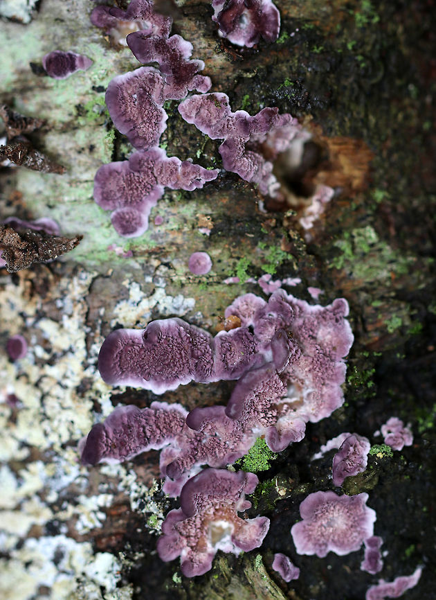 Violet-toothed Polypore - Trichaptum biforme These had fantastic color! They were touching the wet ground, which probably influenced the color. The fruiting bodies on the other side of the log were dry and were not this purple...<br />
<br />
Habitat: Growing on rotting wood Fall,Geotagged,Trichaptum,Trichaptum biforme,United States,Violet-toothed Polypore,polypore,purple polypore