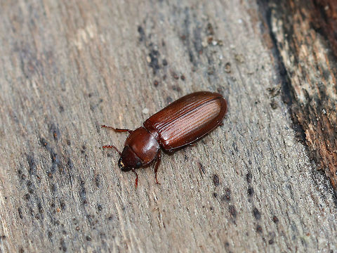 Tenebroides americanus This beetle was so cool! It was walking around on a fallen sycamore tree and appeared to be looking for a way to squeeze under the bark. I thought this to be pointless because there didn't seem to be nearly enough space for this beetle to squeeze under the bark. Of course it succeeded though!

Habitat: Fallen, rotting sycamore that was crossing a stream in a deciduous forest
https://www.jungledragon.com/image/85568/darkling_beetle_-_uloma_sp.html Fall,Geotagged,Tenebroides americanus,United States,beetle,darkling beetle