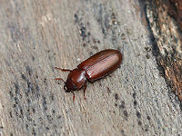 Tenebroides americanus This beetle was so cool! It was walking around on a fallen sycamore tree and appeared to be looking for a way to squeeze under the bark. I thought this to be pointless because there didn't seem to be nearly enough space for this beetle to squeeze under the bark. Of course it succeeded though!<br />
<br />
Habitat: Fallen, rotting sycamore that was crossing a stream in a deciduous forest<br />
https://www.jungledragon.com/image/85568/darkling_beetle_-_uloma_sp.html Fall,Geotagged,Tenebroides americanus,United States,beetle,darkling beetle