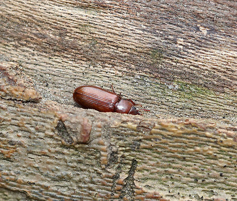 Tenebroides americanus This beetle was so cool! It was walking around on a fallen sycamore tree and appeared to be looking for a way to squeeze under the bark. I thought this to be pointless because there didn't seem to be nearly enough space for this beetle to squeeze under the bark. Of course it succeeded though! 

**This photo shows the beetle squeezing under the bark!**

Habitat: Fallen, rotting sycamore that was crossing a stream in a deciduous forest
https://www.jungledragon.com/image/85567/darkling_beetle_-_uloma_impressa.html Fall,Geotagged,Tenebroides americanus,United States