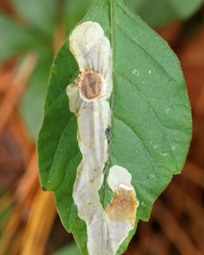 Cameraria guttifinitella Cameraria guttifinitella makes mines on poison ivy (Toxicodendron radicans) leaves. The larva is in the circular, brown chamber near the tip of the leaf. This chamber is an overwintering chamber, which the larva has created.<br />
<br />
Habitat: Toxicodendron radicans leaf Cameraria guttifinitella,Fall,Geotagged,United States