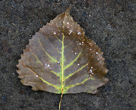 Eastern Cottonwood - Populus deltoides Every year during late May, the cottonwood trees spread their seeds through the wind. This process can be so intense that it appears to be snowing, and piles of fluffy, white seeds pile up everywhere!  This photo shows what the leaves look like in the autumn, once they have fallen off the trees.

Habitat: We have  a LOT of cottonwood trees in my town. This photo was taken on the bank of a river, which was crowded with sycamore and cottonwood leaves. Eastern cottonwood,Fall,Geotagged,Populus deltoides,United States,cottonwood,fall foliage,populus