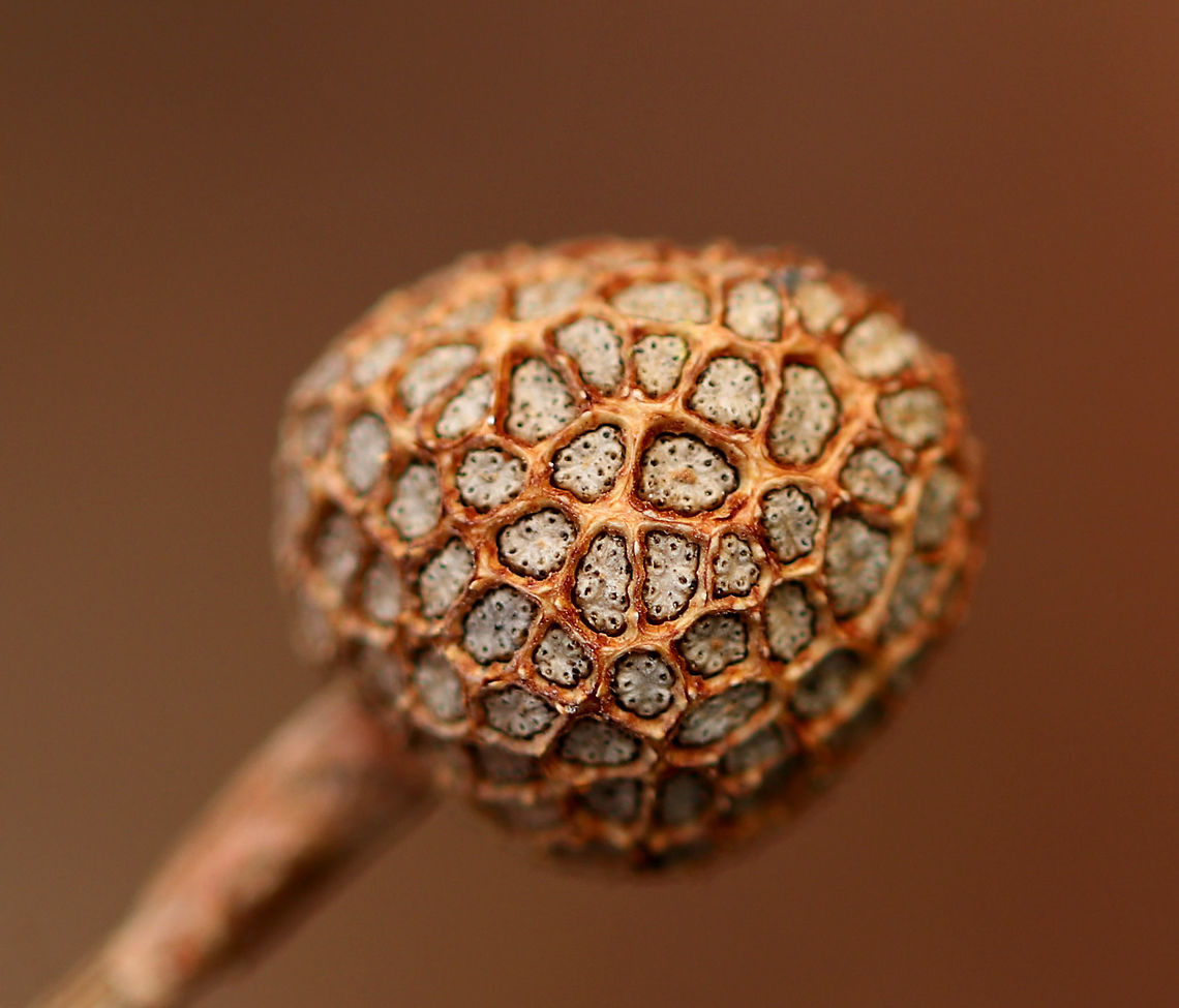 American Sycamore Seed Pod Remnants - Platanus occidentalis Habitat: Deciduous forest, streamside<br />
<br />
<figure class="photo"><a href="https://www.jungledragon.com/image/85575/american_sycamore_seed_pod_remnants_-_platanus_occidentalis.html" title="American Sycamore Seed Pod Remnants - Platanus occidentalis"><img src="https://s3.amazonaws.com/media.jungledragon.com/images/3232/85575_thumb.jpg?AWSAccessKeyId=05GMT0V3GWVNE7GGM1R2&Expires=1759968010&Signature=eBxWA6pTEf8uHYaUxwQbEUyrRBw%3D" width="200" height="156" alt="American Sycamore Seed Pod Remnants - Platanus occidentalis <br />
Habitat: Deciduous forest, streamside<br />
https://www.jungledragon.com/image/85574/plant_part.html American sycamore,Fall,Geotagged,Platanus occidentalis,United States" /></a></figure> American sycamore,Fall,Geotagged,Platanus occidentalis,United States