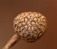 American Sycamore Seed Pod Remnants - Platanus occidentalis Habitat: Deciduous forest, streamside<br />
<br />
https://www.jungledragon.com/image/85575/plant_part.html American sycamore,Fall,Geotagged,Platanus occidentalis,United States