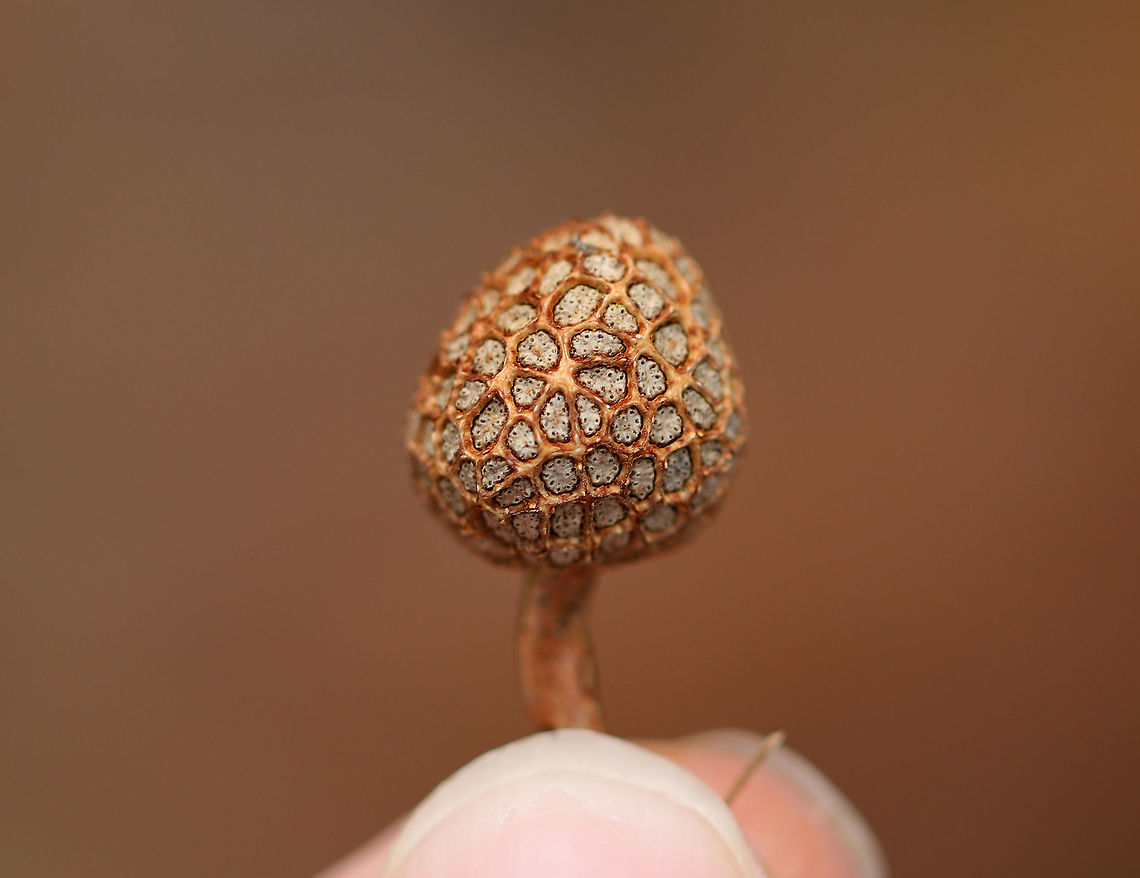 American Sycamore Seed Pod Remnants - Platanus occidentalis <br />
Habitat: Deciduous forest, streamside<br />
<figure class="photo"><a href="https://www.jungledragon.com/image/85574/american_sycamore_seed_pod_remnants_-_platanus_occidentalis.html" title="American Sycamore Seed Pod Remnants - Platanus occidentalis"><img src="https://s3.amazonaws.com/media.jungledragon.com/images/3232/85574_thumb.jpg?AWSAccessKeyId=05GMT0V3GWVNE7GGM1R2&Expires=1767225610&Signature=%2F8rc7iHhLh%2FRZyupzV2m2jRuyrY%3D" width="200" height="172" alt="American Sycamore Seed Pod Remnants - Platanus occidentalis Habitat: Deciduous forest, streamside<br />
<br />
https://www.jungledragon.com/image/85575/plant_part.html American sycamore,Fall,Geotagged,Platanus occidentalis,United States" /></a></figure> American sycamore,Fall,Geotagged,Platanus occidentalis,United States