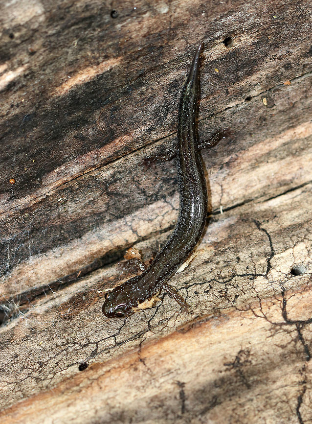 Lead-backed Salamander - Plethodon cinereus I think this individual may have lost its tail and was in the process of regrowing it.<br />
<br />
Plethodon cinereus exhibits color polymorphism with two common color variations - the &#039;red-backed&#039; variety has a red dorsal stripe that tapers towards the tail and the &#039;lead-backed&#039; variety lacks most or all of the red pigmentation. This spotting shows the lead-backed variety.<br />
<br />
Habitat: Near the edge of a pond in a deciduous forest Fall,Geotagged,Plethodon cinereus,Red- backed salamander,United States,lead-backed salamander,plethodon,salamander