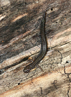 Lead-backed Salamander - Plethodon cinereus I think this individual may have lost its tail and was in the process of regrowing it.

Plethodon cinereus exhibits color polymorphism with two common color variations - the 'red-backed' variety has a red dorsal stripe that tapers towards the tail and the 'lead-backed' variety lacks most or all of the red pigmentation. This spotting shows the lead-backed variety.

Habitat: Near the edge of a pond in a deciduous forest Fall,Geotagged,Plethodon cinereus,Red- backed salamander,United States,lead-backed salamander,plethodon,salamander