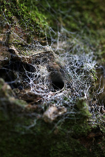 Tunnel Spider Web This web was made in a hole on a rotting tree. It was just out of my reach, otherwise I would have liked to look inside to see if anyone was home!

Habitat: Deciduous forest Fall,Geotagged,Tunnel Spider Web,United States,spider,spider web,tunnel web,web