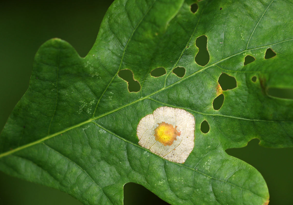 Flat Spot Gall (Phyllonorycter basistrigella) on Oak (Quercus sp.) It looked like a fried egg.<br />
<br />
Habitat: Oak leaves in a deciduous forest<br />
<figure class="photo"><a href="https://www.jungledragon.com/image/85621/flat_spot_gall_phyllonorycter_basistrigella_on_oak_quercus_sp.html" title="Flat Spot Gall (Phyllonorycter basistrigella) on Oak (Quercus sp.)"><img src="https://s3.amazonaws.com/media.jungledragon.com/images/3232/85621_thumb.jpg?AWSAccessKeyId=05GMT0V3GWVNE7GGM1R2&Expires=1770854410&Signature=%2FlksJ8prl97tU6aexBg2dFZcDpc%3D" width="108" height="152" alt="Flat Spot Gall (Phyllonorycter basistrigella) on Oak (Quercus sp.) It looked like a fried egg.<br />
<br />
Habitat: Oak leaves in a deciduous forest<br />
https://www.jungledragon.com/image/85618/flat_spot_gall_on_oak.html<br />
https://www.jungledragon.com/image/85620/flat_spot_gall_on_oak.html<br />
https://www.jungledragon.com/image/85619/flat_spot_gall_on_oak.html Fall,Geotagged,Phyllonorycter basistrigella,United States" /></a></figure><br />
<figure class="photo"><a href="https://www.jungledragon.com/image/85620/flat_spot_gall_phyllonorycter_basistrigella_on_oak_quercus_sp.html" title="Flat Spot Gall (Phyllonorycter basistrigella) on Oak (Quercus sp.)"><img src="https://s3.amazonaws.com/media.jungledragon.com/images/3232/85620_thumb.jpg?AWSAccessKeyId=05GMT0V3GWVNE7GGM1R2&Expires=1770854410&Signature=K%2FdWHsDUR0y%2BstKWq%2FM7rfDXVrI%3D" width="200" height="156" alt="Flat Spot Gall (Phyllonorycter basistrigella) on Oak (Quercus sp.) It looked like a fried egg.<br />
<br />
Habitat: Oak leaves in a deciduous forest<br />
https://www.jungledragon.com/image/85618/flat_spot_gall_on_oak.html<br />
https://www.jungledragon.com/image/85621/flat_spot_gall_on_oak.html<br />
https://www.jungledragon.com/image/85619/flat_spot_gall_on_oak.html Fall,Geotagged,Phyllonorycter basistrigella,United States" /></a></figure><br />
<figure class="photo"><a href="https://www.jungledragon.com/image/85619/flat_spot_gall_phyllonorycter_basistrigella_on_oak_quercus_sp.html" title="Flat Spot Gall (Phyllonorycter basistrigella) on Oak (Quercus sp.)"><img src="https://s3.amazonaws.com/media.jungledragon.com/images/3232/85619_thumb.jpg?AWSAccessKeyId=05GMT0V3GWVNE7GGM1R2&Expires=1770854410&Signature=n9UYoc7TTUtMYJ%2Bt86wCWOiMH6s%3D" width="200" height="160" alt="Flat Spot Gall (Phyllonorycter basistrigella) on Oak (Quercus sp.) It looked like a fried egg.<br />
<br />
Habitat: Oak leaves in a deciduous forest<br />
https://www.jungledragon.com/image/85620/flat_spot_gall_on_oak.html<br />
https://www.jungledragon.com/image/85621/flat_spot_gall_on_oak.html<br />
https://www.jungledragon.com/image/85618/flat_spot_gall_on_oak.html Fall,Geotagged,Phyllonorycter basistrigella,United States" /></a></figure> Fall,Geotagged,Phyllonorycter basistrigella,United States,blister gall,flat gall,flat spot gall,gall,oak,oak gall,spot gall