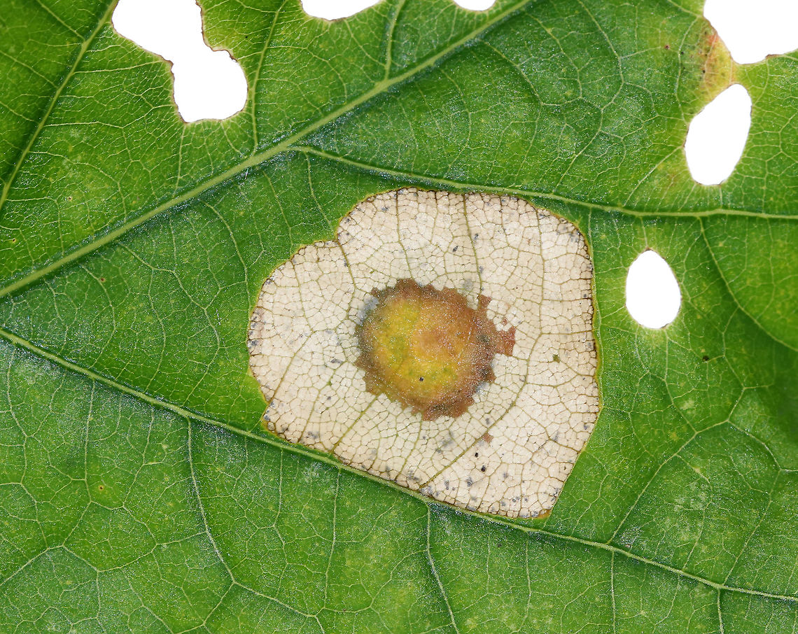 Flat Spot Gall (Phyllonorycter basistrigella) on Oak (Quercus sp.) It looked like a fried egg.<br />
<br />
Habitat: Oak leaves in a deciduous forest<br />
<figure class="photo"><a href="https://www.jungledragon.com/image/85620/flat_spot_gall_phyllonorycter_basistrigella_on_oak_quercus_sp.html" title="Flat Spot Gall (Phyllonorycter basistrigella) on Oak (Quercus sp.)"><img src="https://s3.amazonaws.com/media.jungledragon.com/images/3232/85620_thumb.jpg?AWSAccessKeyId=05GMT0V3GWVNE7GGM1R2&Expires=1770854410&Signature=K%2FdWHsDUR0y%2BstKWq%2FM7rfDXVrI%3D" width="200" height="156" alt="Flat Spot Gall (Phyllonorycter basistrigella) on Oak (Quercus sp.) It looked like a fried egg.<br />
<br />
Habitat: Oak leaves in a deciduous forest<br />
https://www.jungledragon.com/image/85618/flat_spot_gall_on_oak.html<br />
https://www.jungledragon.com/image/85621/flat_spot_gall_on_oak.html<br />
https://www.jungledragon.com/image/85619/flat_spot_gall_on_oak.html Fall,Geotagged,Phyllonorycter basistrigella,United States" /></a></figure><br />
<figure class="photo"><a href="https://www.jungledragon.com/image/85621/flat_spot_gall_phyllonorycter_basistrigella_on_oak_quercus_sp.html" title="Flat Spot Gall (Phyllonorycter basistrigella) on Oak (Quercus sp.)"><img src="https://s3.amazonaws.com/media.jungledragon.com/images/3232/85621_thumb.jpg?AWSAccessKeyId=05GMT0V3GWVNE7GGM1R2&Expires=1770854410&Signature=%2FlksJ8prl97tU6aexBg2dFZcDpc%3D" width="108" height="152" alt="Flat Spot Gall (Phyllonorycter basistrigella) on Oak (Quercus sp.) It looked like a fried egg.<br />
<br />
Habitat: Oak leaves in a deciduous forest<br />
https://www.jungledragon.com/image/85618/flat_spot_gall_on_oak.html<br />
https://www.jungledragon.com/image/85620/flat_spot_gall_on_oak.html<br />
https://www.jungledragon.com/image/85619/flat_spot_gall_on_oak.html Fall,Geotagged,Phyllonorycter basistrigella,United States" /></a></figure><br />
<figure class="photo"><a href="https://www.jungledragon.com/image/85618/flat_spot_gall_phyllonorycter_basistrigella_on_oak_quercus_sp.html" title="Flat Spot Gall (Phyllonorycter basistrigella) on Oak (Quercus sp.)"><img src="https://s3.amazonaws.com/media.jungledragon.com/images/3232/85618_thumb.jpg?AWSAccessKeyId=05GMT0V3GWVNE7GGM1R2&Expires=1770854410&Signature=y3OjvLiOWfOogBzzPjne0dulhv4%3D" width="200" height="142" alt="Flat Spot Gall (Phyllonorycter basistrigella) on Oak (Quercus sp.) It looked like a fried egg.<br />
<br />
Habitat: Oak leaves in a deciduous forest<br />
https://www.jungledragon.com/image/85621/flat_spot_gall_on_oak.html<br />
https://www.jungledragon.com/image/85620/flat_spot_gall_on_oak.html<br />
https://www.jungledragon.com/image/85619/flat_spot_gall_on_oak.html Fall,Geotagged,Phyllonorycter basistrigella,United States,blister gall,flat gall,flat spot gall,gall,oak,oak gall,spot gall" /></a></figure> Fall,Geotagged,Phyllonorycter basistrigella,United States