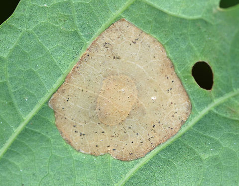 Flat Spot Gall (Phyllonorycter basistrigella) on Oak (Quercus sp.) It looked like a fried egg.

Habitat: Oak leaves in a deciduous forest
https://www.jungledragon.com/image/85618/flat_spot_gall_on_oak.html
https://www.jungledragon.com/image/85621/flat_spot_gall_on_oak.html
https://www.jungledragon.com/image/85619/flat_spot_gall_on_oak.html Fall,Geotagged,Phyllonorycter basistrigella,United States