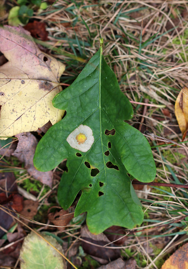 Flat Spot Gall (Phyllonorycter basistrigella) on Oak (Quercus sp.) It looked like a fried egg.<br />
<br />
Habitat: Oak leaves in a deciduous forest<br />
<figure class="photo"><a href="https://www.jungledragon.com/image/85618/flat_spot_gall_phyllonorycter_basistrigella_on_oak_quercus_sp.html" title="Flat Spot Gall (Phyllonorycter basistrigella) on Oak (Quercus sp.)"><img src="https://s3.amazonaws.com/media.jungledragon.com/images/3232/85618_thumb.jpg?AWSAccessKeyId=05GMT0V3GWVNE7GGM1R2&Expires=1770854410&Signature=y3OjvLiOWfOogBzzPjne0dulhv4%3D" width="200" height="142" alt="Flat Spot Gall (Phyllonorycter basistrigella) on Oak (Quercus sp.) It looked like a fried egg.<br />
<br />
Habitat: Oak leaves in a deciduous forest<br />
https://www.jungledragon.com/image/85621/flat_spot_gall_on_oak.html<br />
https://www.jungledragon.com/image/85620/flat_spot_gall_on_oak.html<br />
https://www.jungledragon.com/image/85619/flat_spot_gall_on_oak.html Fall,Geotagged,Phyllonorycter basistrigella,United States,blister gall,flat gall,flat spot gall,gall,oak,oak gall,spot gall" /></a></figure><br />
<figure class="photo"><a href="https://www.jungledragon.com/image/85620/flat_spot_gall_phyllonorycter_basistrigella_on_oak_quercus_sp.html" title="Flat Spot Gall (Phyllonorycter basistrigella) on Oak (Quercus sp.)"><img src="https://s3.amazonaws.com/media.jungledragon.com/images/3232/85620_thumb.jpg?AWSAccessKeyId=05GMT0V3GWVNE7GGM1R2&Expires=1770854410&Signature=K%2FdWHsDUR0y%2BstKWq%2FM7rfDXVrI%3D" width="200" height="156" alt="Flat Spot Gall (Phyllonorycter basistrigella) on Oak (Quercus sp.) It looked like a fried egg.<br />
<br />
Habitat: Oak leaves in a deciduous forest<br />
https://www.jungledragon.com/image/85618/flat_spot_gall_on_oak.html<br />
https://www.jungledragon.com/image/85621/flat_spot_gall_on_oak.html<br />
https://www.jungledragon.com/image/85619/flat_spot_gall_on_oak.html Fall,Geotagged,Phyllonorycter basistrigella,United States" /></a></figure><br />
<figure class="photo"><a href="https://www.jungledragon.com/image/85619/flat_spot_gall_phyllonorycter_basistrigella_on_oak_quercus_sp.html" title="Flat Spot Gall (Phyllonorycter basistrigella) on Oak (Quercus sp.)"><img src="https://s3.amazonaws.com/media.jungledragon.com/images/3232/85619_thumb.jpg?AWSAccessKeyId=05GMT0V3GWVNE7GGM1R2&Expires=1770854410&Signature=n9UYoc7TTUtMYJ%2Bt86wCWOiMH6s%3D" width="200" height="160" alt="Flat Spot Gall (Phyllonorycter basistrigella) on Oak (Quercus sp.) It looked like a fried egg.<br />
<br />
Habitat: Oak leaves in a deciduous forest<br />
https://www.jungledragon.com/image/85620/flat_spot_gall_on_oak.html<br />
https://www.jungledragon.com/image/85621/flat_spot_gall_on_oak.html<br />
https://www.jungledragon.com/image/85618/flat_spot_gall_on_oak.html Fall,Geotagged,Phyllonorycter basistrigella,United States" /></a></figure> Fall,Geotagged,Phyllonorycter basistrigella,United States