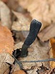 Goldenthread cordyceps - Tolypocladium ophioglossoides Tough, club-shaped, black fruiting bodies that were covered in whitish dust of conidia. Sizes ranged from approximately 1-3cm tall. They are parasitic on underground puffballs.<br />
<br />
Habitat: Deciduous forest<br />
https://www.jungledragon.com/image/85718/goldenthread_cordyceps_-_tolypocladium_ophioglossoides.html<br />
https://www.jungledragon.com/image/85717/goldenthread_cordyceps_-_tolypocladium_ophioglossoides.html Fall,Geotagged,Goldenthread Cordyceps,Tolypocladium ophioglossoides,United States