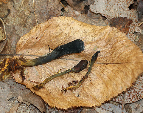Goldenthread cordyceps - Tolypocladium ophioglossoides Tough, club-shaped, black fruiting bodies that were covered in whitish dust of conidia. Sizes ranged from approximately 1-3cm tall. They are parasitic on underground puffballs.

Habitat: Deciduous forest
https://www.jungledragon.com/image/85718/goldenthread_cordyceps_-_tolypocladium_ophioglossoides.html
https://www.jungledragon.com/image/85716/goldenthread_cordyceps_-_tolypocladium_ophioglossoides.html Fall,Geotagged,Goldenthread Cordyceps,Tolypocladium ophioglossoides,United States