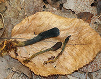 Goldenthread cordyceps - Tolypocladium ophioglossoides Tough, club-shaped, black fruiting bodies that were covered in whitish dust of conidia. Sizes ranged from approximately 1-3cm tall. They are parasitic on underground puffballs.<br />
<br />
Habitat: Deciduous forest<br />
https://www.jungledragon.com/image/85718/goldenthread_cordyceps_-_tolypocladium_ophioglossoides.html<br />
https://www.jungledragon.com/image/85716/goldenthread_cordyceps_-_tolypocladium_ophioglossoides.html Fall,Geotagged,Goldenthread Cordyceps,Tolypocladium ophioglossoides,United States