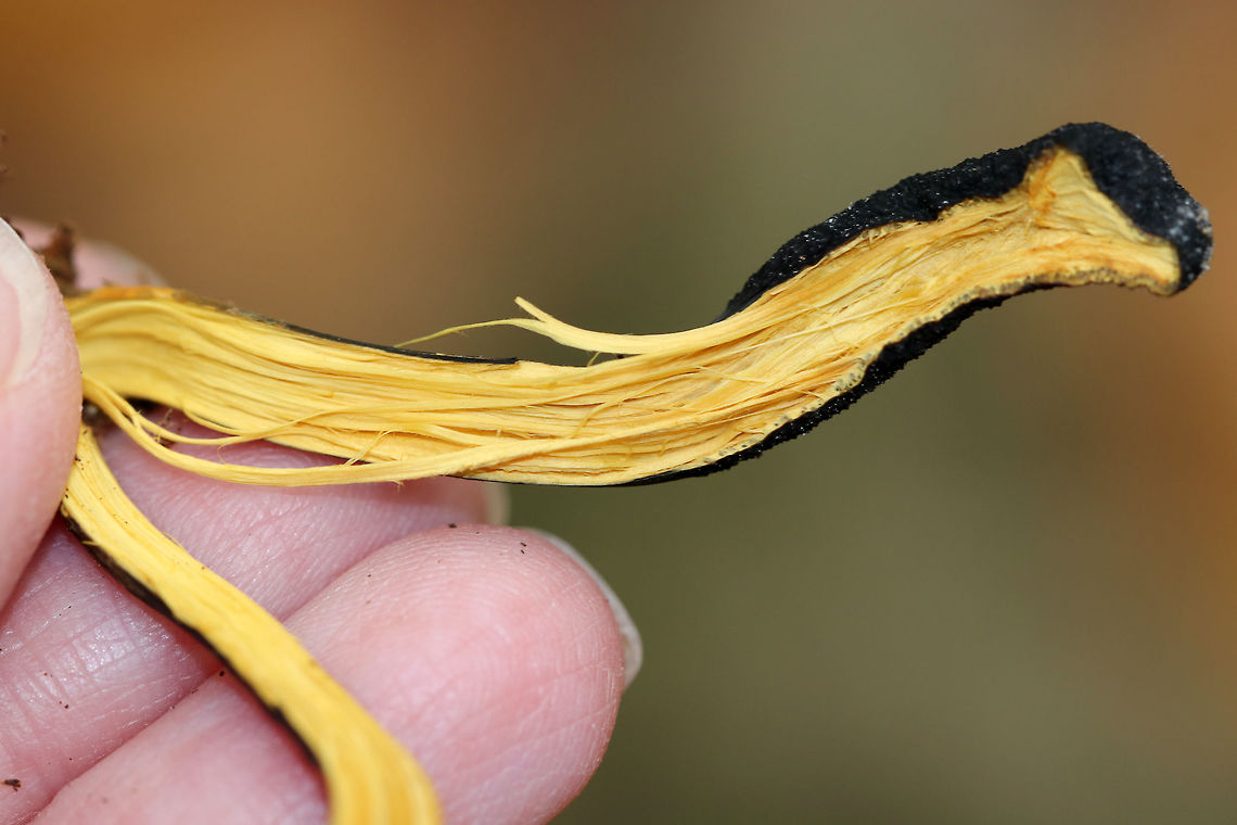Goldenthread cordyceps - Tolypocladium ophioglossoides Tough, club-shaped, black fruiting bodies that were covered in whitish dust of conidia. Sizes ranged from approximately 1-3cm tall. They are parasitic on underground puffballs.<br />
<br />
Habitat: Deciduous forest<br />
<figure class="photo"><a href="https://www.jungledragon.com/image/85717/goldenthread_cordyceps_-_tolypocladium_ophioglossoides.html" title="Goldenthread cordyceps - Tolypocladium ophioglossoides"><img src="https://s3.amazonaws.com/media.jungledragon.com/images/3232/85717_thumb.jpg?AWSAccessKeyId=05GMT0V3GWVNE7GGM1R2&Expires=1759968010&Signature=XcjZMfSupVmzTG0RJjEqkhdbhiA%3D" width="200" height="158" alt="Goldenthread cordyceps - Tolypocladium ophioglossoides Tough, club-shaped, black fruiting bodies that were covered in whitish dust of conidia. Sizes ranged from approximately 1-3cm tall. They are parasitic on underground puffballs.<br />
<br />
Habitat: Deciduous forest<br />
https://www.jungledragon.com/image/85718/goldenthread_cordyceps_-_tolypocladium_ophioglossoides.html<br />
https://www.jungledragon.com/image/85716/goldenthread_cordyceps_-_tolypocladium_ophioglossoides.html Fall,Geotagged,Goldenthread Cordyceps,Tolypocladium ophioglossoides,United States" /></a></figure><br />
<figure class="photo"><a href="https://www.jungledragon.com/image/85716/goldenthread_cordyceps_-_tolypocladium_ophioglossoides.html" title="Goldenthread cordyceps - Tolypocladium ophioglossoides"><img src="https://s3.amazonaws.com/media.jungledragon.com/images/3232/85716_thumb.jpg?AWSAccessKeyId=05GMT0V3GWVNE7GGM1R2&Expires=1759968010&Signature=%2BpctNdKeWjzN8hUjDM1%2FijBu%2BBA%3D" width="116" height="152" alt="Goldenthread cordyceps - Tolypocladium ophioglossoides Tough, club-shaped, black fruiting bodies that were covered in whitish dust of conidia. Sizes ranged from approximately 1-3cm tall. They are parasitic on underground puffballs.<br />
<br />
Habitat: Deciduous forest<br />
https://www.jungledragon.com/image/85718/goldenthread_cordyceps_-_tolypocladium_ophioglossoides.html<br />
https://www.jungledragon.com/image/85717/goldenthread_cordyceps_-_tolypocladium_ophioglossoides.html Fall,Geotagged,Goldenthread Cordyceps,Tolypocladium ophioglossoides,United States" /></a></figure> Fall,Geotagged,Goldenthread Cordyceps,Tolypocladium ophioglossoides,United States