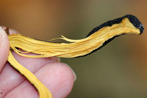 Goldenthread cordyceps - Tolypocladium ophioglossoides Tough, club-shaped, black fruiting bodies that were covered in whitish dust of conidia. Sizes ranged from approximately 1-3cm tall. They are parasitic on underground puffballs.

Habitat: Deciduous forest
https://www.jungledragon.com/image/85717/goldenthread_cordyceps_-_tolypocladium_ophioglossoides.html
https://www.jungledragon.com/image/85716/goldenthread_cordyceps_-_tolypocladium_ophioglossoides.html Fall,Geotagged,Goldenthread Cordyceps,Tolypocladium ophioglossoides,United States