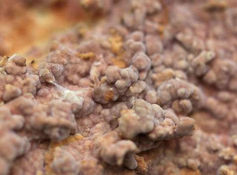 Phanerochaete sp. Habitat: Growing on rotting wood
https://www.jungledragon.com/image/85721/corticiaceae.html
https://www.jungledragon.com/image/85720/corticiaceae.html Corticiaceae,Fall,Geotagged,United States,crust fungus,fungus