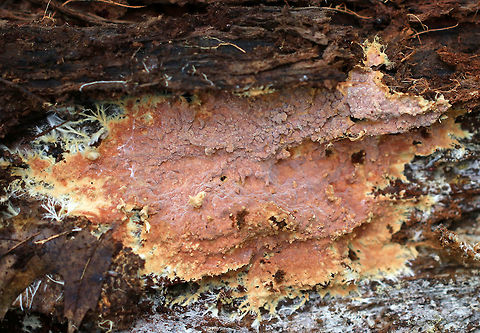 Phanerochaete sp. Habitat: Growing on rotting wood
https://www.jungledragon.com/image/85721/corticiaceae.html
https://www.jungledragon.com/image/85719/corticiaceae.html Fall,Geotagged,Phanerochaete,United States