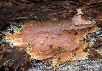 Phanerochaete sp. Habitat: Growing on rotting wood<br />
https://www.jungledragon.com/image/85721/corticiaceae.html<br />
https://www.jungledragon.com/image/85719/corticiaceae.html Fall,Geotagged,Phanerochaete,United States