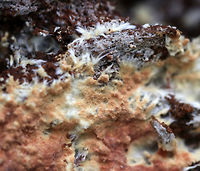 Phanerochaete sp. Habitat: Growing on rotting wood<br />
https://www.jungledragon.com/image/85720/corticiaceae.html<br />
https://www.jungledragon.com/image/85719/corticiaceae.html Fall,Geotagged,United States