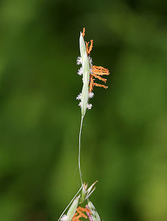 Grass - Subfamily Pooideae/Bromus sp.?? Habitat: Meadow
https://www.jungledragon.com/image/85723/grass_-_subfamily_pooideaebromus_sp.html Geotagged,Summer,United States,bromus,grass,pooideae