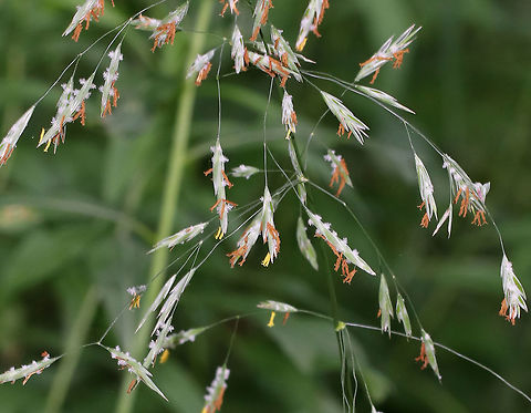 Grass - Subfamily Pooideae/Bromus sp.?? Habitat: Meadow
https://www.jungledragon.com/image/85722/grass_-_subfamily_pooideaebromus_sp.html Geotagged,Summer,United States