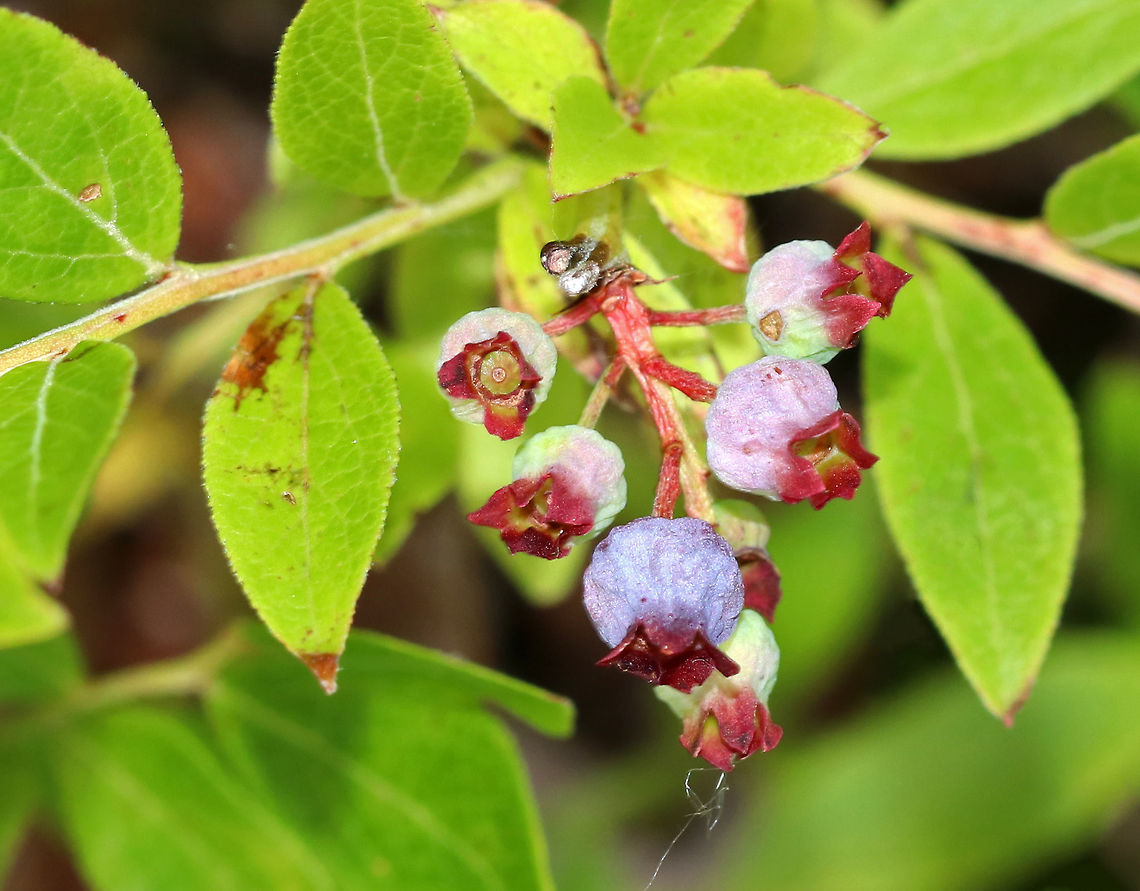 Northern Highbush Blueberry - Vaccinium corymbosum These blueberries were withering before they had fully ripened.<br />
<br />
Northern Highbush Blueberry is a deciduous shrub that grows 6–12 feet tall. The dark glossy leaves are elliptical; the flowers are white, long, and bell-shaped; and the fruit is a small blue-black berry that will ripen during July-August in the northeastern US. It is a significantly important food crop. <br />
<br />
Habitat: Mixed forest, near a pond Geotagged,Northern highbush blueberry,Summer,United States,Vaccinium corymbosum,blueberry,vaccinum