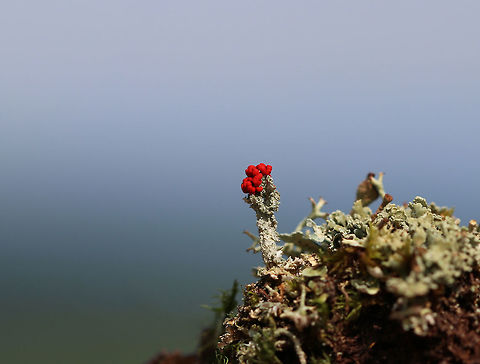 Cladonia cristatella Habitat: Growing among other lichens on a thin patch of dirt (atop rock) on a mountain top
https://www.jungledragon.com/image/85749/lichen_-_cladonia_sp.html British soldier lichen,Cladonia cristatella,Geotagged,Summer,United States,cladonia,lichen