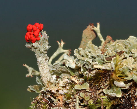 Cladonia cristatella Habitat: Growing among other lichens on a thin patch of dirt (atop rock) on a mountain top
https://www.jungledragon.com/image/85748/lichen_-_cladonia_sp.html
 British soldier lichen,Cladonia cristatella,Geotagged,Summer,United States