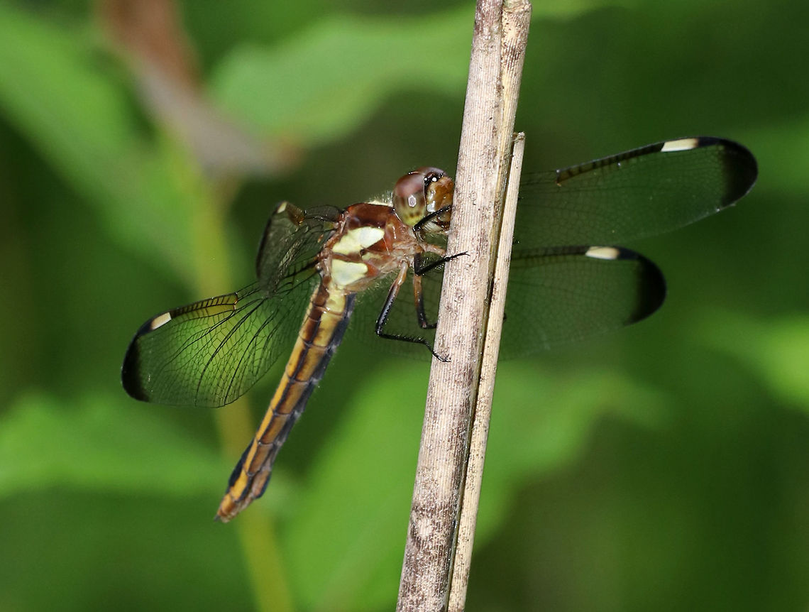 Spangled Skimmer (Female) - Libellula cyanea Females are brown with yellow stripes. They have clear wings with brown wing tips.<br />
<br />
Habitat: Meadow<br />
<figure class="photo"><a href="https://www.jungledragon.com/image/85770/spangled_skimmer_female_-_libellula_cyanea.html" title="Spangled Skimmer (Female) - Libellula cyanea"><img src="https://s3.amazonaws.com/media.jungledragon.com/images/3232/85770_thumb.jpg?AWSAccessKeyId=05GMT0V3GWVNE7GGM1R2&Expires=1759968010&Signature=sSTXF8%2BJIJ8PkNSAhrc%2FNTR0fMo%3D" width="200" height="152" alt="Spangled Skimmer (Female) - Libellula cyanea Females are brown with yellow stripes. They have clear wings with brown wing tips.<br />
<br />
Habitat: Meadow<br />
https://www.jungledragon.com/image/85769/spangled_skimmer_female_-_libellula_cyanea.html Geotagged,Libellula cyanea,Spangled skimmer,Summer,United States" /></a></figure> Geotagged,Libellula,Libellula cyanea,Spangled skimmer,Summer,United States,dragonfly,skimmer